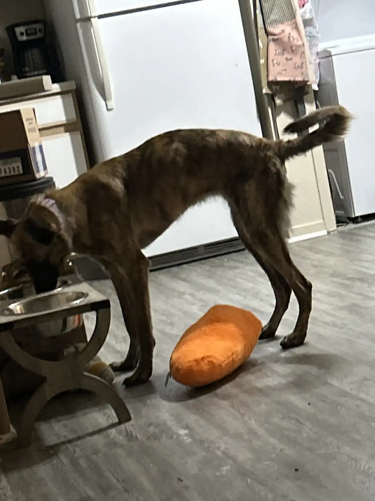 A brown brindle dog stands in a kitchen, leaning over a metal dog food bowl while ignoring a large, orange, plush carrot toy…
