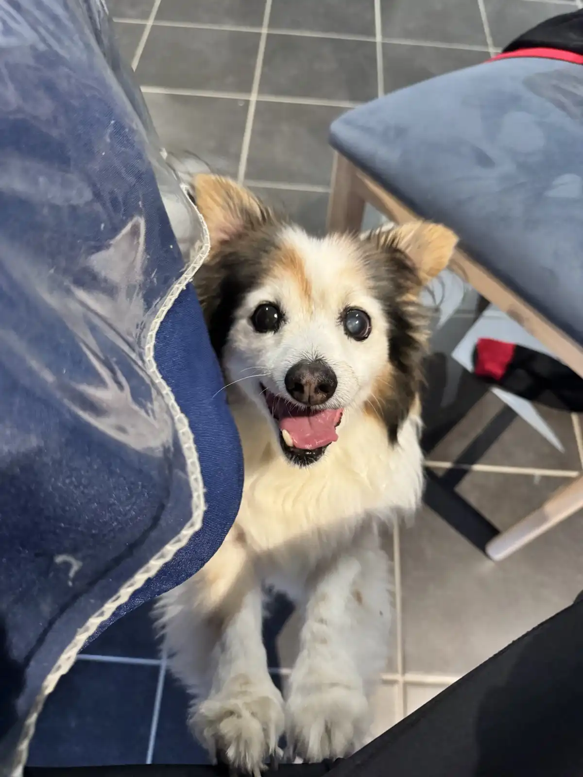 A small, fluffy dog with white, brown, and black fur looks up eagerly with its tongue out, standing on a tiled floor between…