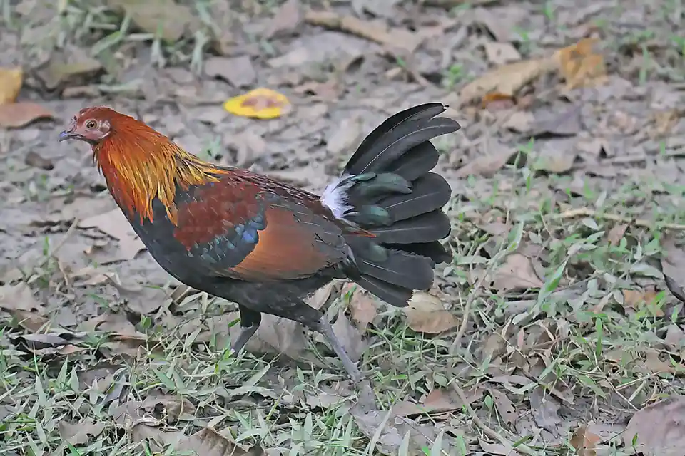 The Majestic Red Jungle Fowl