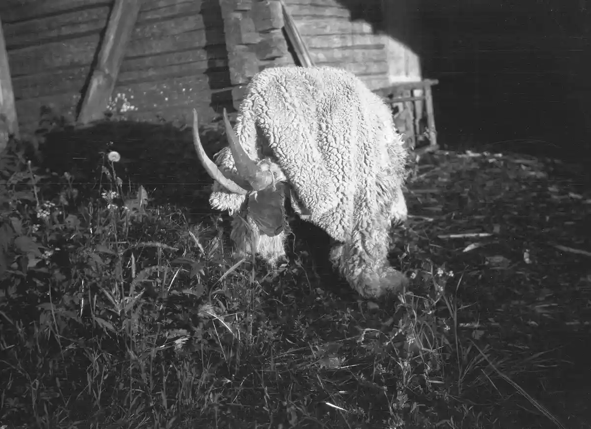 A black-and-white photo shows a sheep with large, curved horns grazing in grass near a wooden structure. The sheep's woolly…