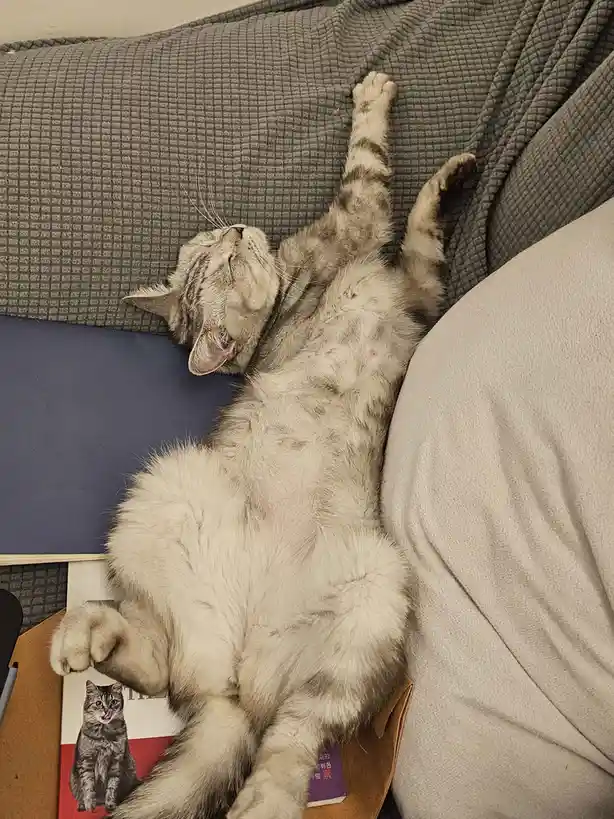 A gray tabby cat is lying on its back on a gray couch, paws in the air, eyes closed, appearing deeply relaxed. Its belly is…