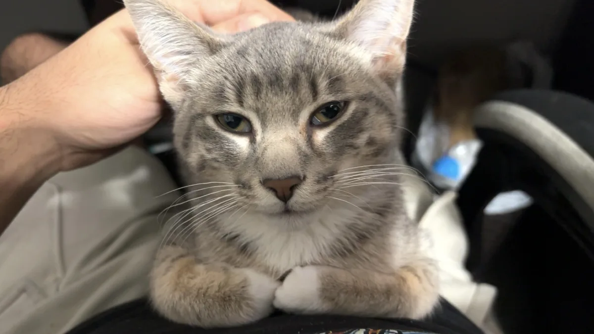 A gray tabby cat with white paws and chest is being petted on the head by a person's hand while sitting on someone's lap…