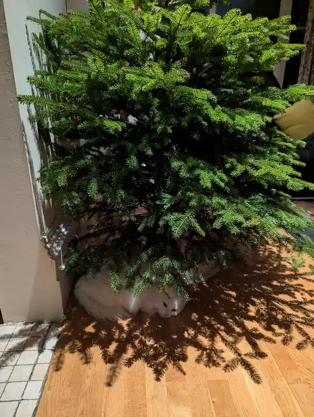 Who Knew Norwegian Forest Cats Love Sleeping Under the Tree? Time to Decorate!