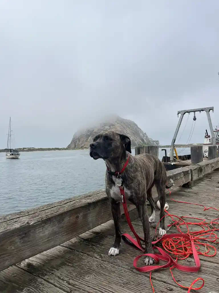 A brindle dog with white paws stands on a weathered wooden dock, wearing a red leash that's tangled with orange rope. In the…