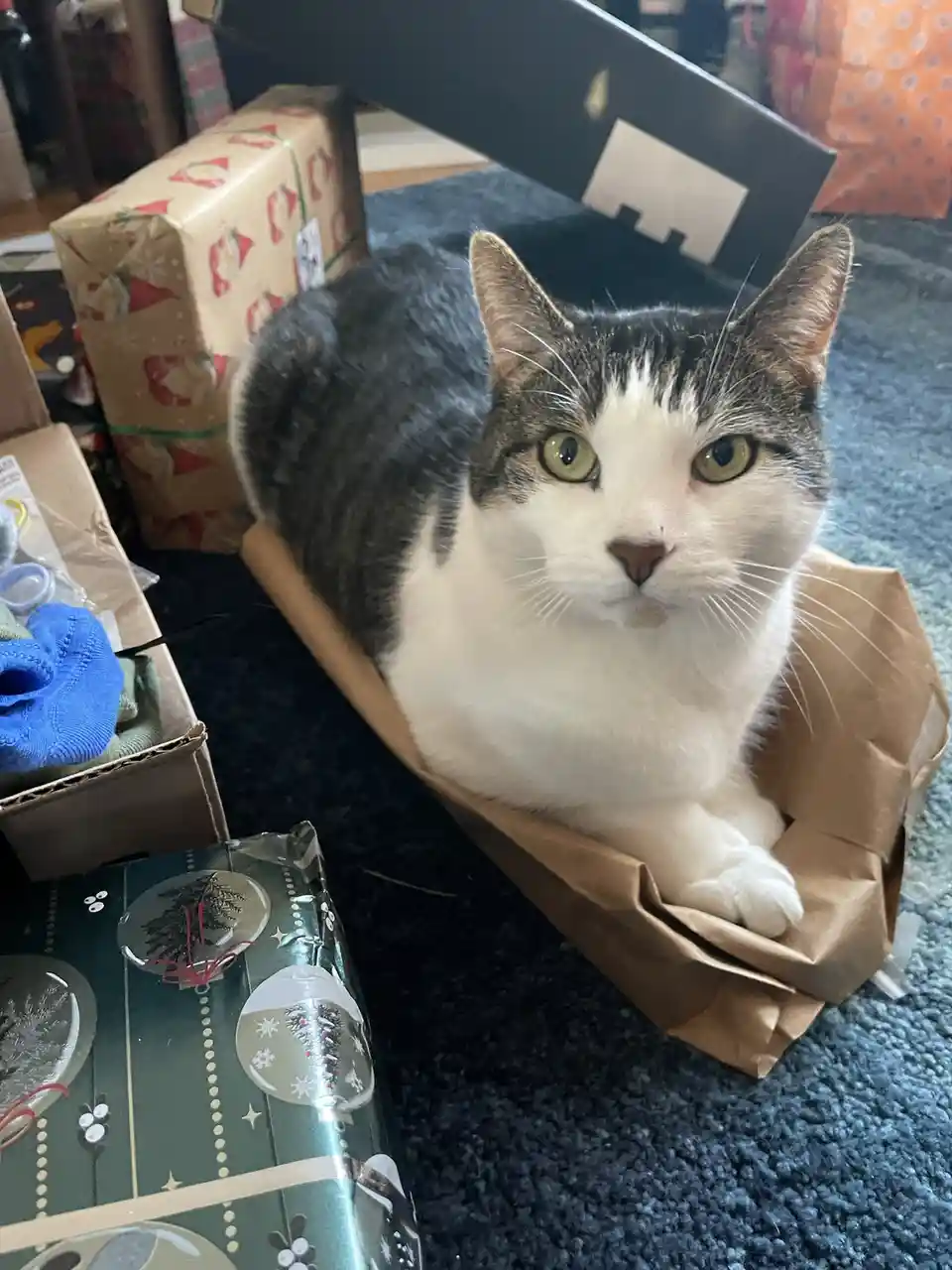 A gray and white cat with green eyes sits calmly inside a brown paper bag on a dark carpet, surrounded by wrapped Christmas…