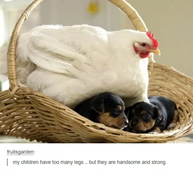 A white chicken sits protectively over two small black-and-tan puppies nestled in a wicker basket. The overlaid text reads…