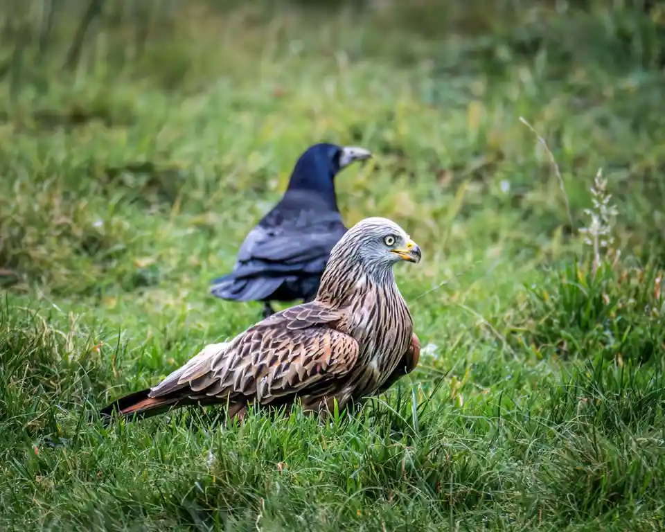 A red kite with brown and white striped feathers sits in green grass, looking alertly to the side. Behind it and slightly…