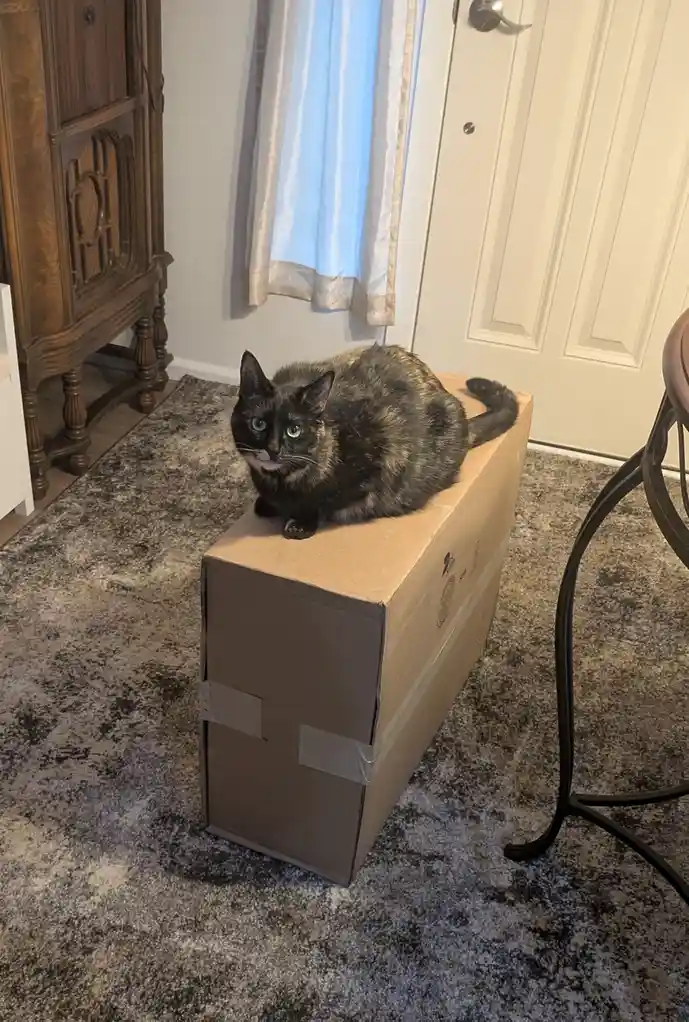 A tortoiseshell cat with green eyes sits calmly atop a large cardboard box in a home setting, looking directly at the…