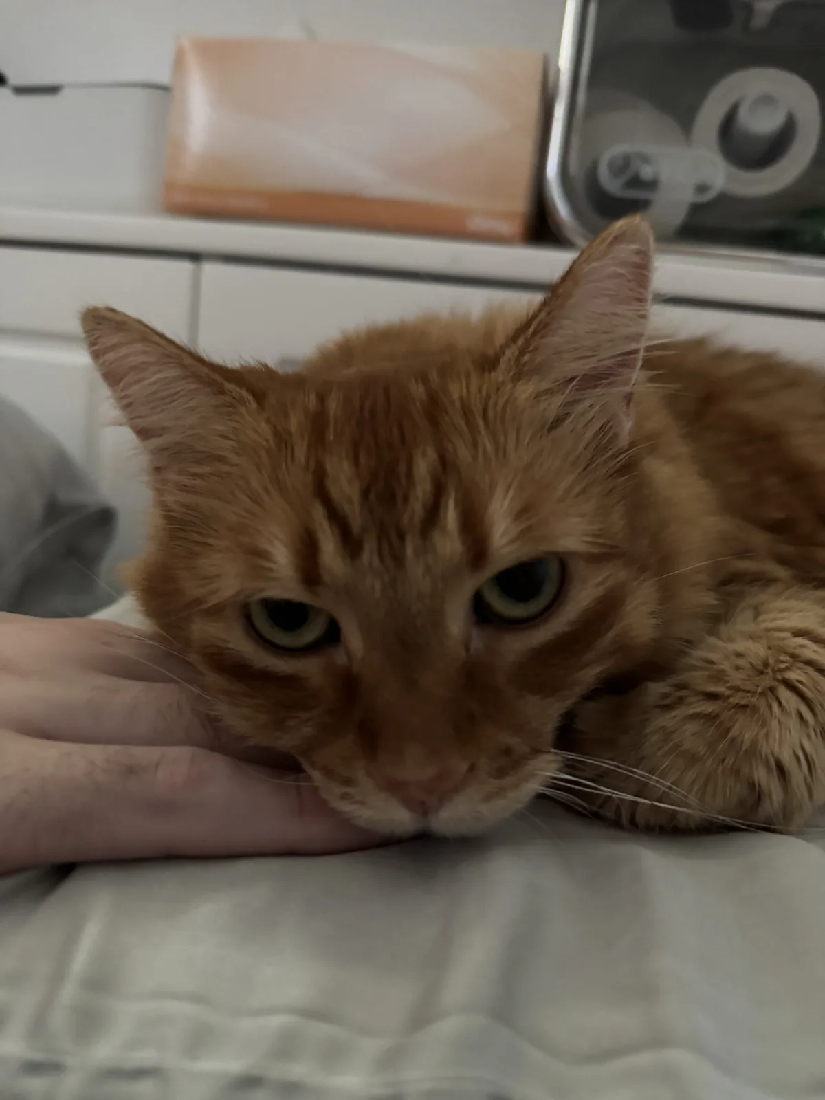 An orange tabby cat with green eyes rests its head on a person's hand, looking directly at the camera with a bored or…