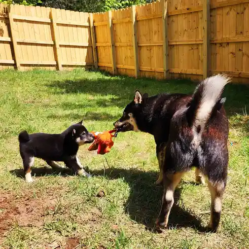 Two shiba inu dogs, one large adult and one small puppy, are play-fighting over an orange plush toy in a grassy backyard…