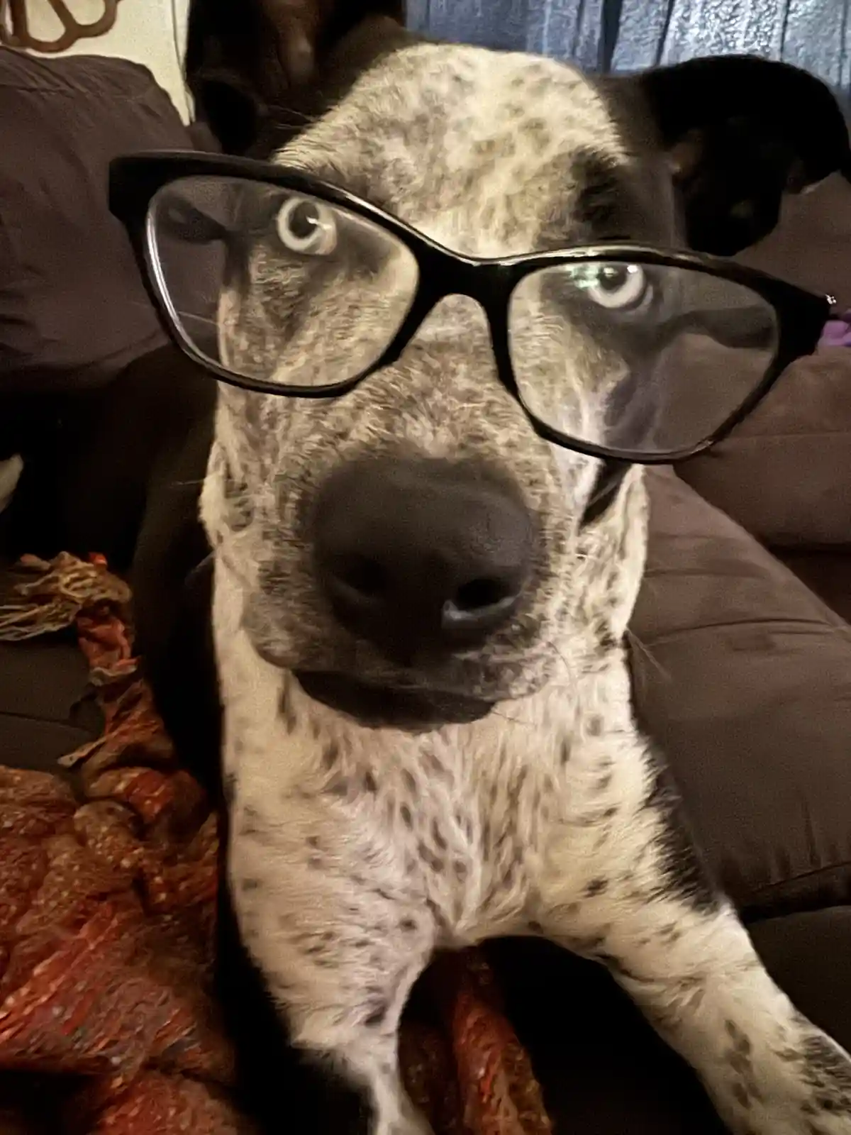 A close-up photo of a black and white spotted dog sitting on a couch, wearing large black-rimmed glasses. The dog stares…