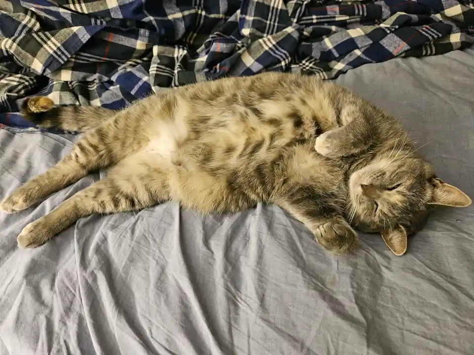 A tabby cat is lying on its back on a grey sheet, belly exposed, with a plaid blanket behind it. The cat's eyes are closed…