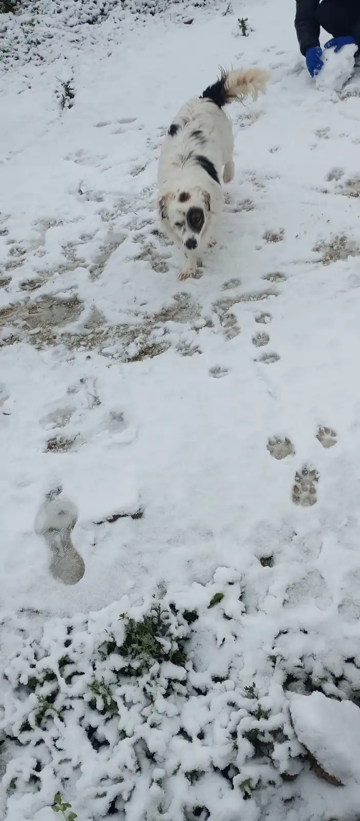 Rex: The Mysterious Call of the Wild