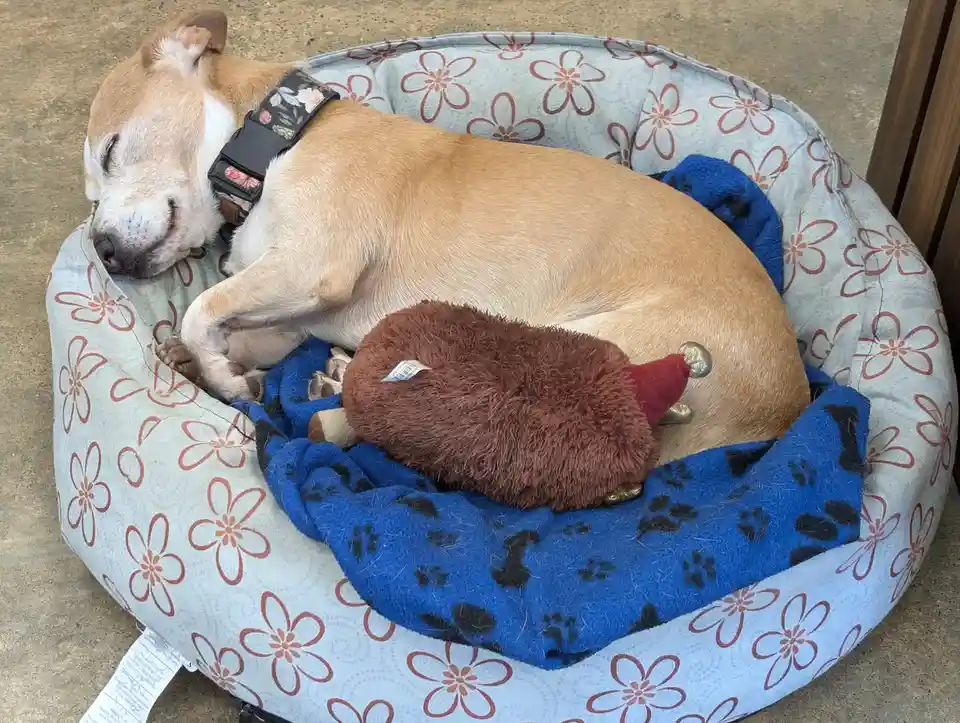 A light brown and white dog is curled up asleep in a round, light blue dog bed with a red floral pattern, resting on a blue…