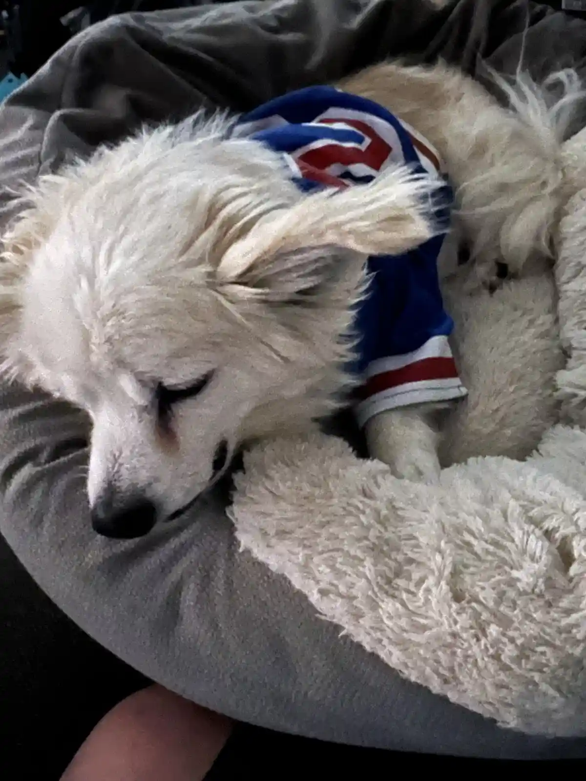 A fluffy white dog wearing a blue, red, and white sports jersey is curled up asleep in a grey and white plush pet bed. The…