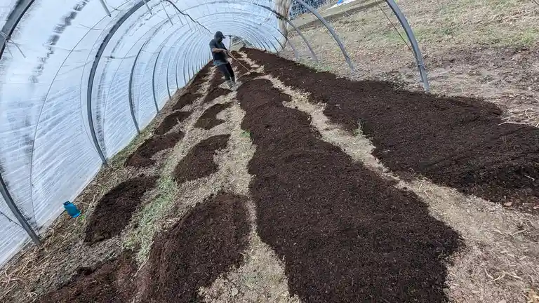 A person is working inside a plastic-covered greenhouse, tilling dark soil arranged in long rows. The soil forms a large…
