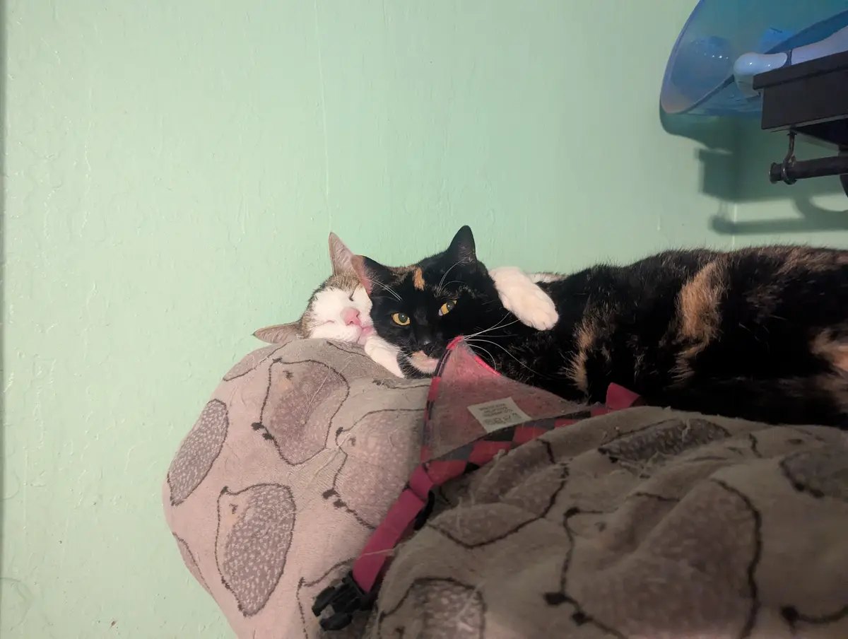 Two cats are cuddling on a patterned pillow against a mint green wall; one cat is asleep with its eyes closed, while the…