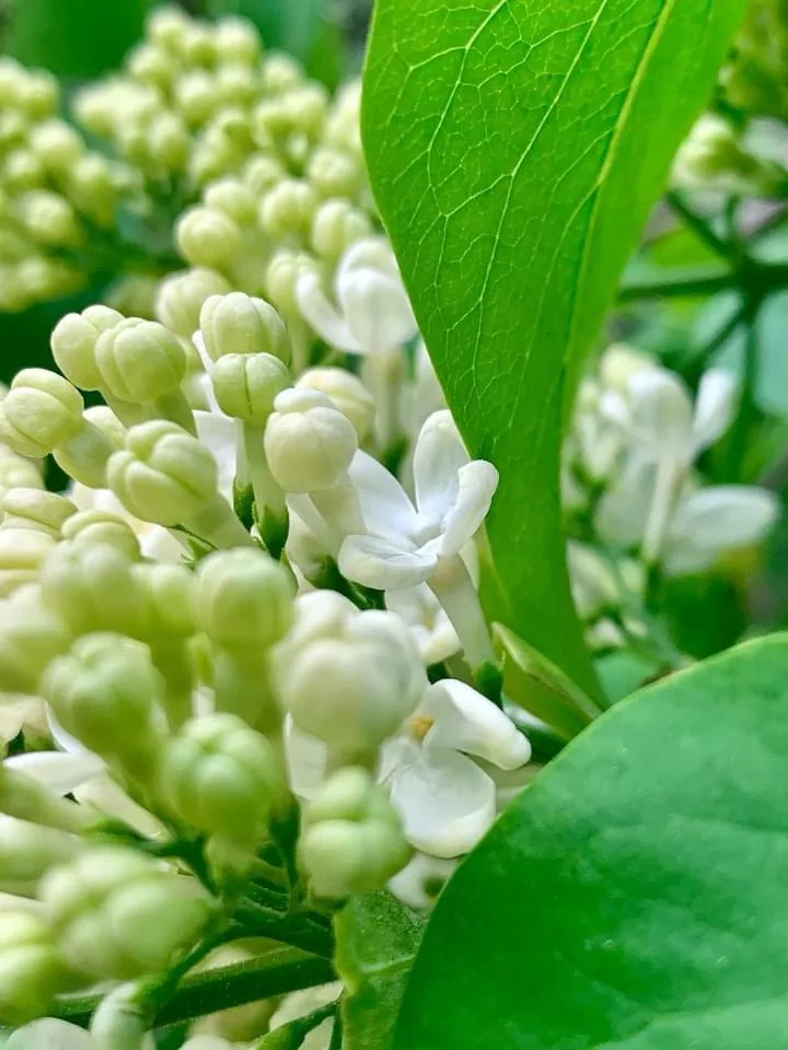 A close-up photo of white and greenish-white lilac flower buds and blooms surrounded by large green leaves. The image has…