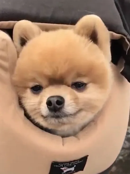 Adorable puppy ready for an adventure!