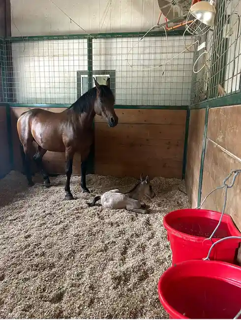An adult brown horse stands in a stable stall with a small foal lying on the wood shavings floor nearby. The foal is looking…