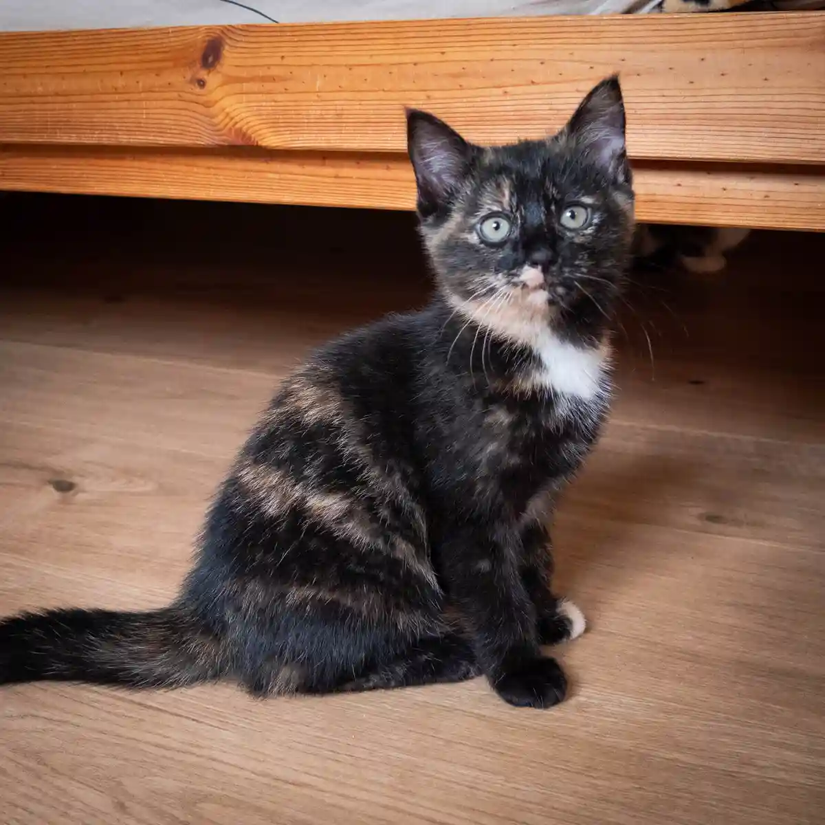 A small tortoiseshell kitten with green eyes sits on a wooden floor beneath a bed, looking directly at the camera with a…