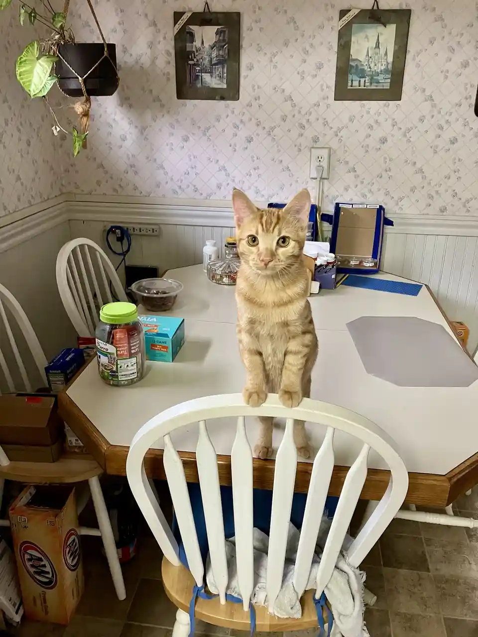 Can I Please Have More Treats, Ma'am?
