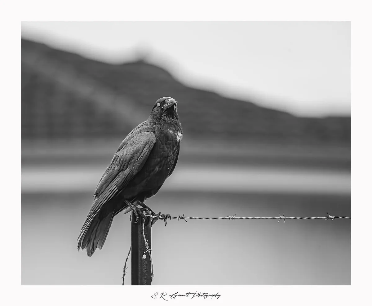 A black-and-white photograph shows a crow perched on a barbed wire fence post, looking upward with a slightly annoyed or…