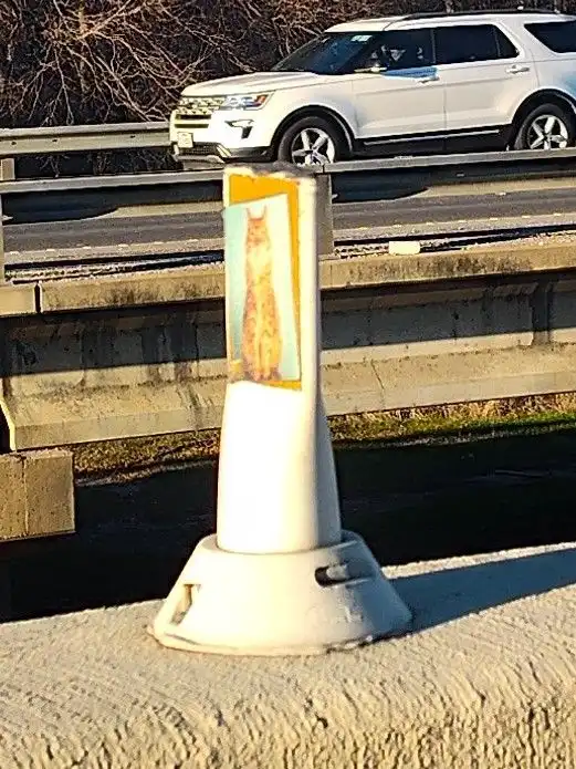 A white traffic cone on a roadside barrier has a printed image of a standing cat on its side. In the background, a white SUV…