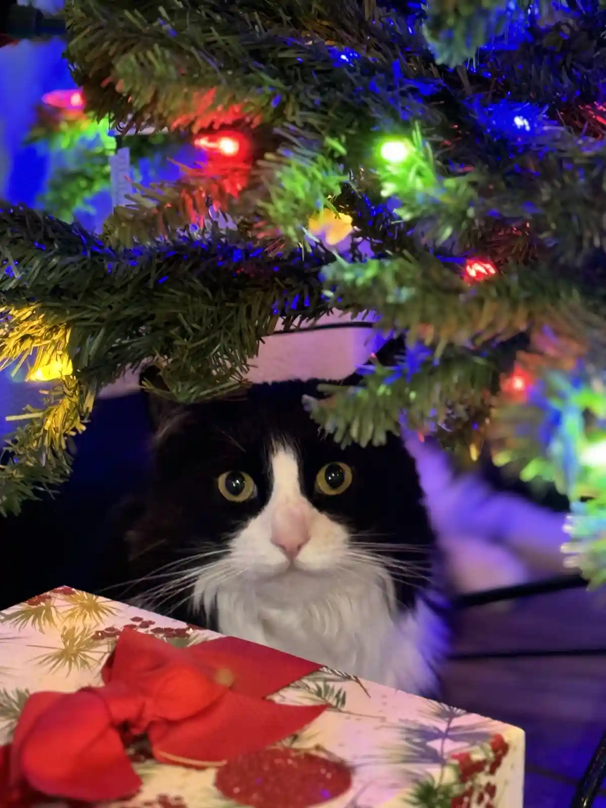 Celebrating 11 Years: Here's My Cat on Cake Day!