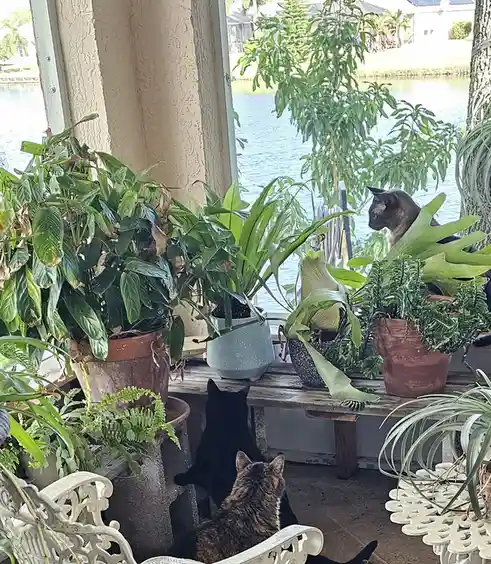 Happy Caturday! Soaking Up the Sunshine and Fresh Air