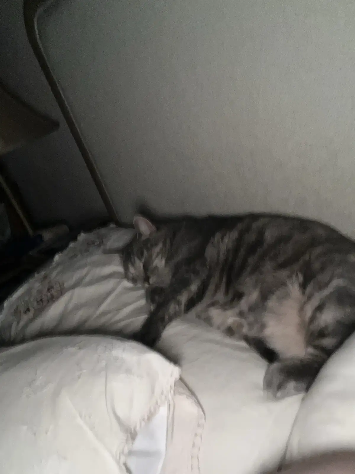 A Daily Dose of Cat Cuteness to Brighten Your Day