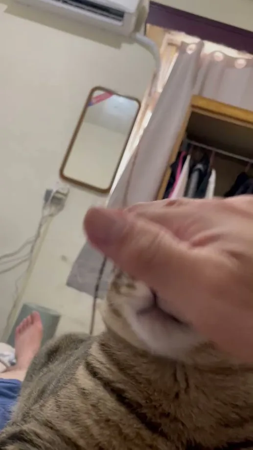 A close-up, slightly blurry photo shows a person's hand gently petting a tabby cat's head. The cat's fur is striped brown…