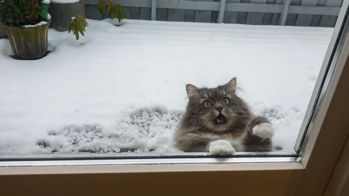 A fluffy gray cat with wide yellow eyes and its mouth open in a yelling expression is pressed against a glass door, paws on…