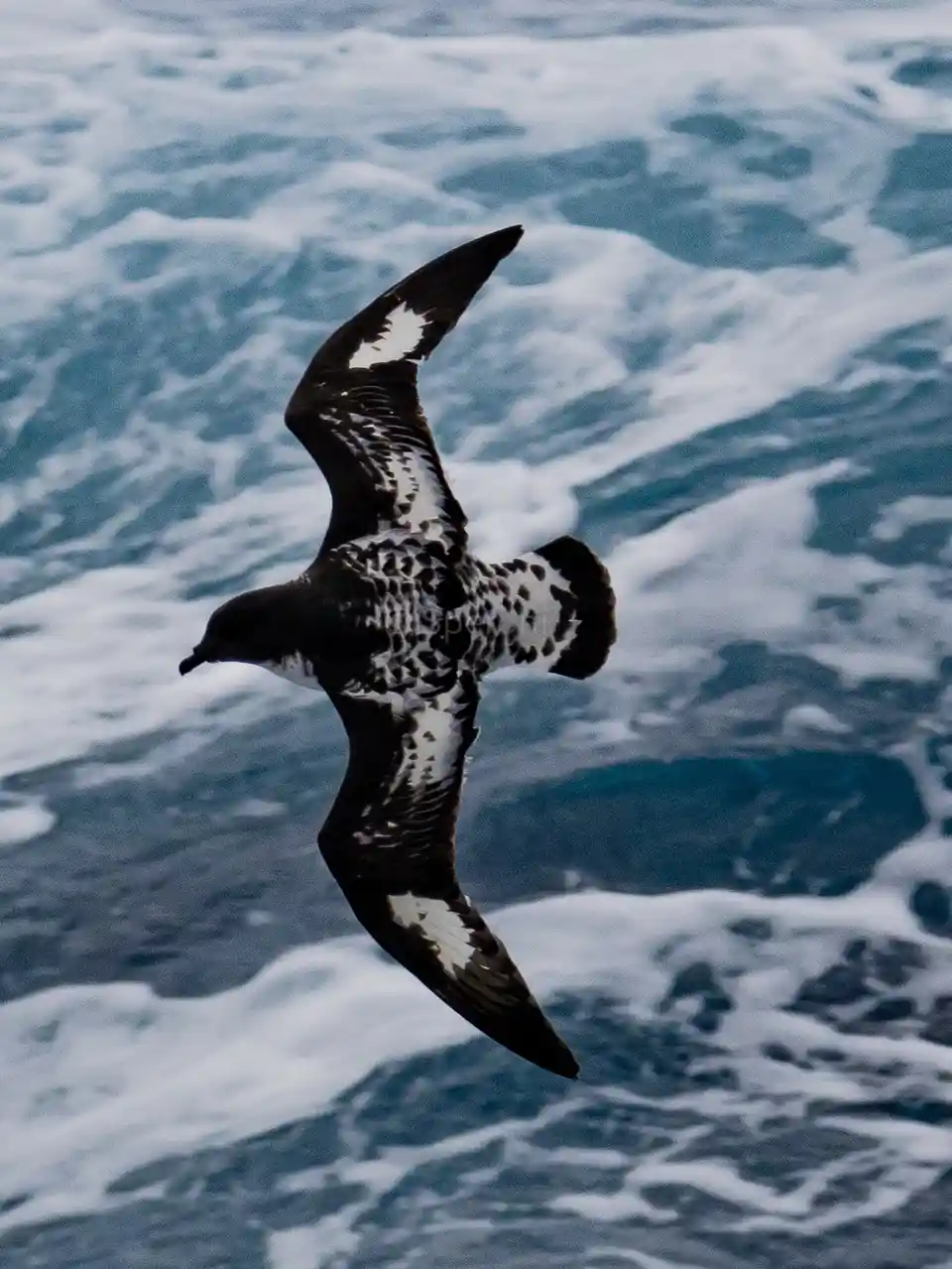 Cape Petrels in the Drake Passage: A Surprising Sight