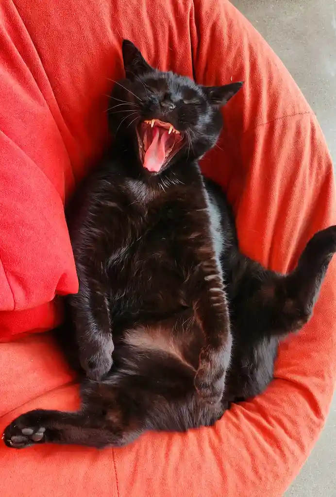 A black cat is lying on its back in a bright orange beanbag chair, yawning widely with its mouth open, tongue out, and teeth…