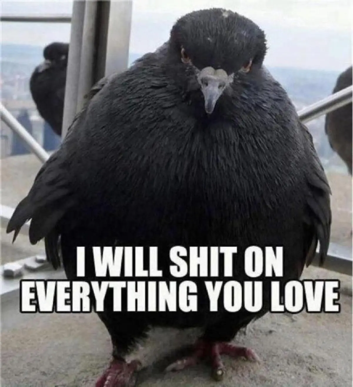 A close-up photo of a plump, black pigeon standing on a metal railing, looking directly at the camera with a stern…