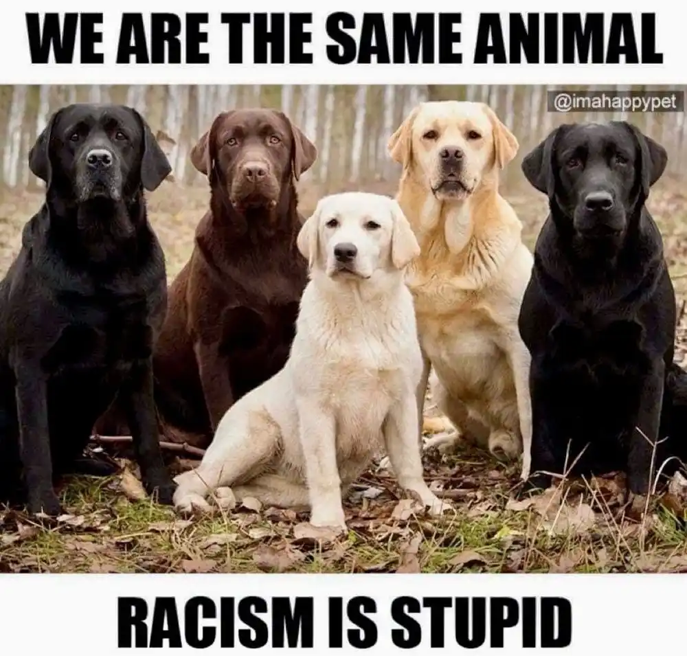 Five labradors of different coat colors — black, chocolate, yellow, and two black — sit together in a forest setting. The…