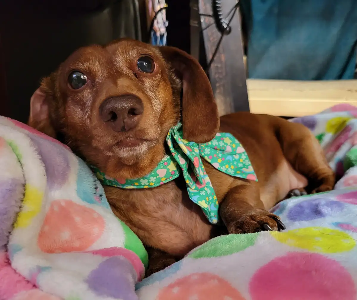 A brown dachshund with large, soulful eyes lies on a colorful, fluffy blanket, wearing a green bandana with hearts and…