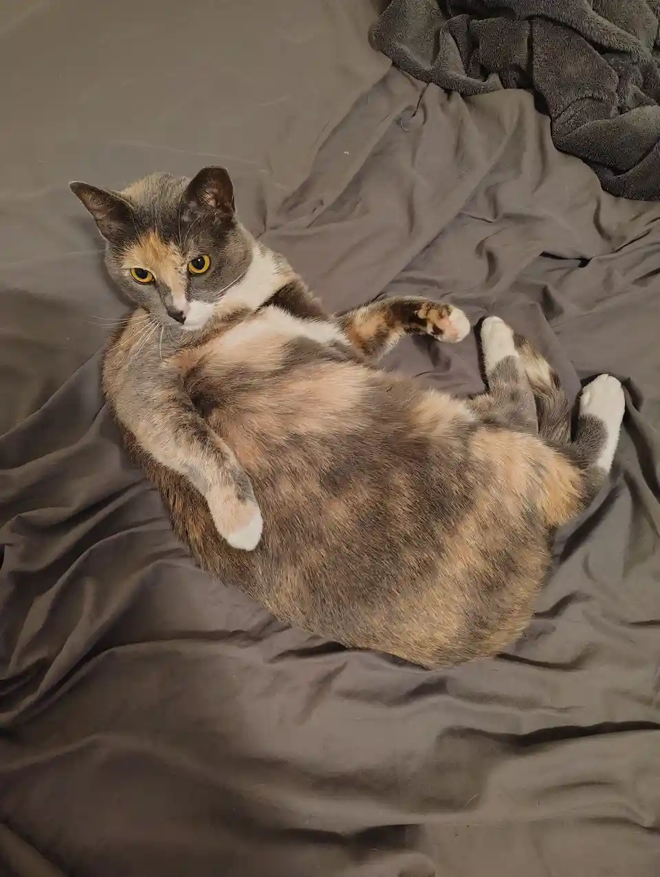 A calico cat with grey, orange, and white fur lies on its back on a rumpled grey bedsheet, looking directly at the camera…