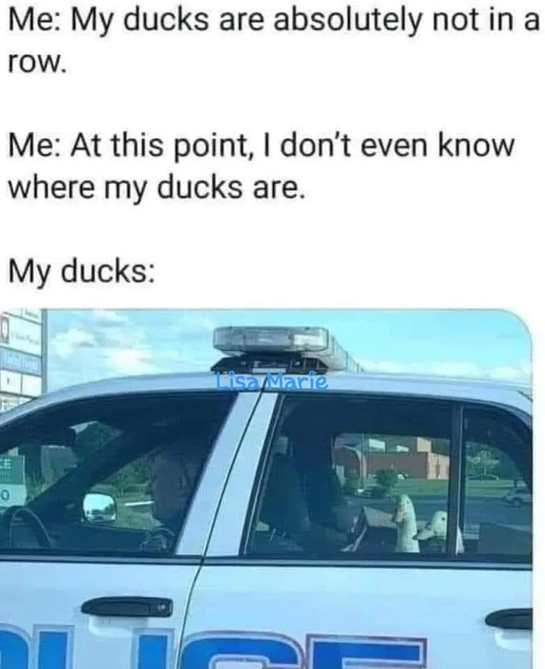 Meet My Adorable Ducks