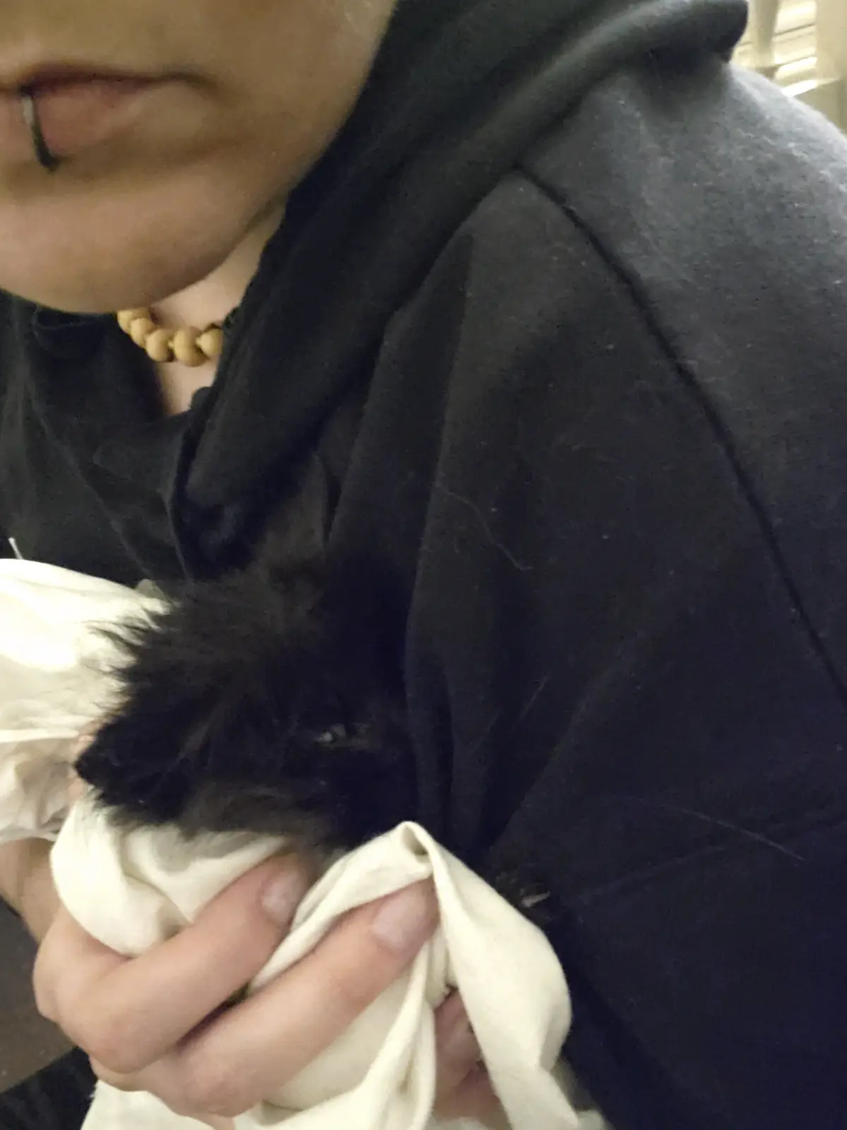 Halloween Kitten: Rescued from a Soaked Situation After a Scary Encounter