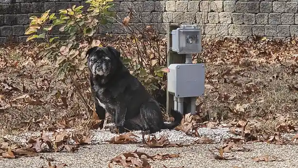 Pug Renaissance: A Love Letter to My Rescue Dog