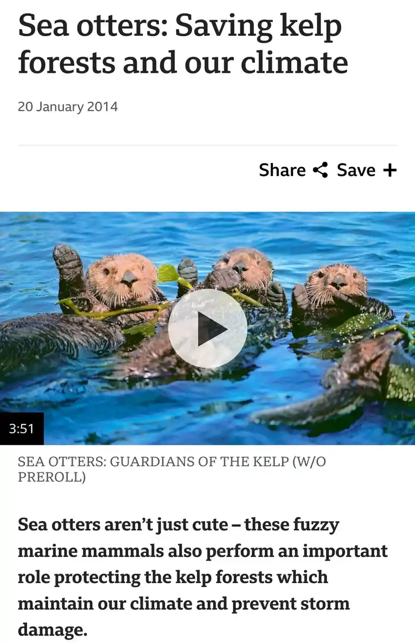 A screenshot of a 2014 article titled 'Sea otters: Saving kelp forests and our climate' shows three sea otters floating in…