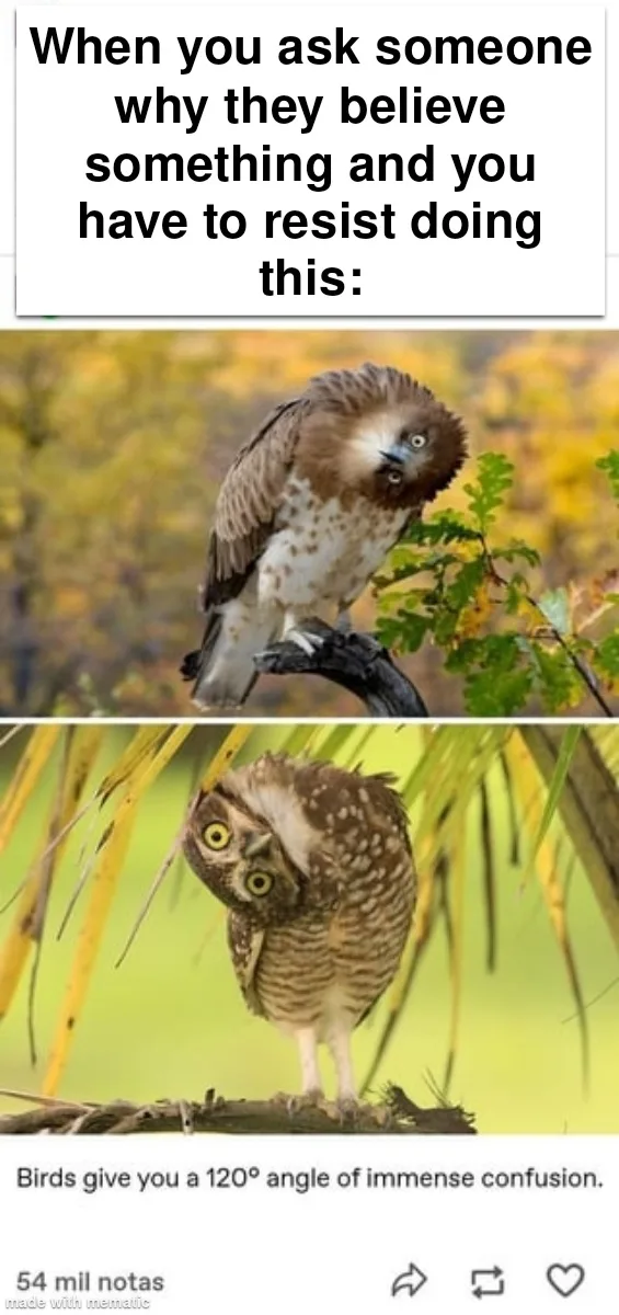 The meme features two images of birds: the top shows a bird with wide, startled eyes looking upward, and the bottom shows a…