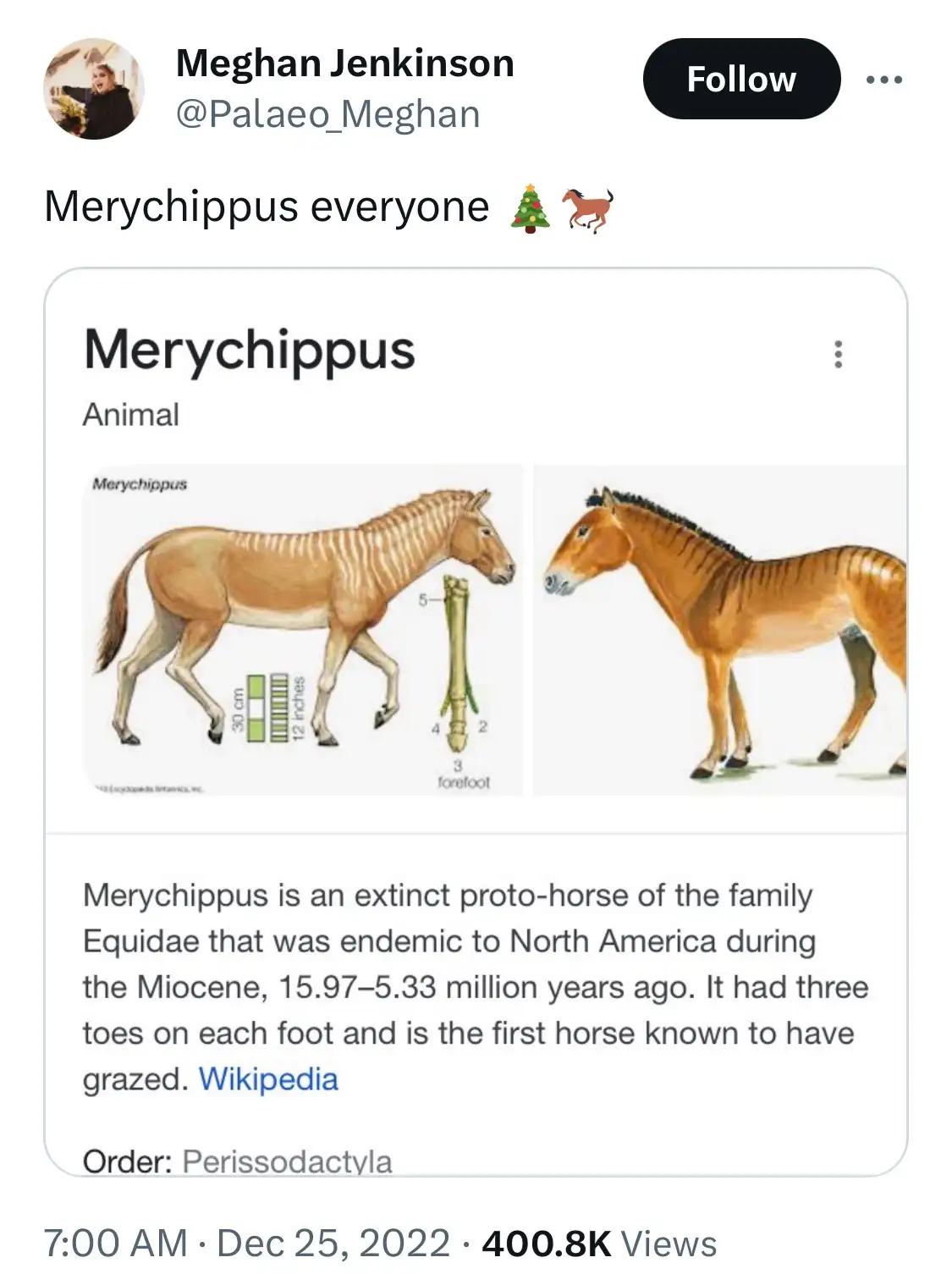 Merychippus is here, folks!