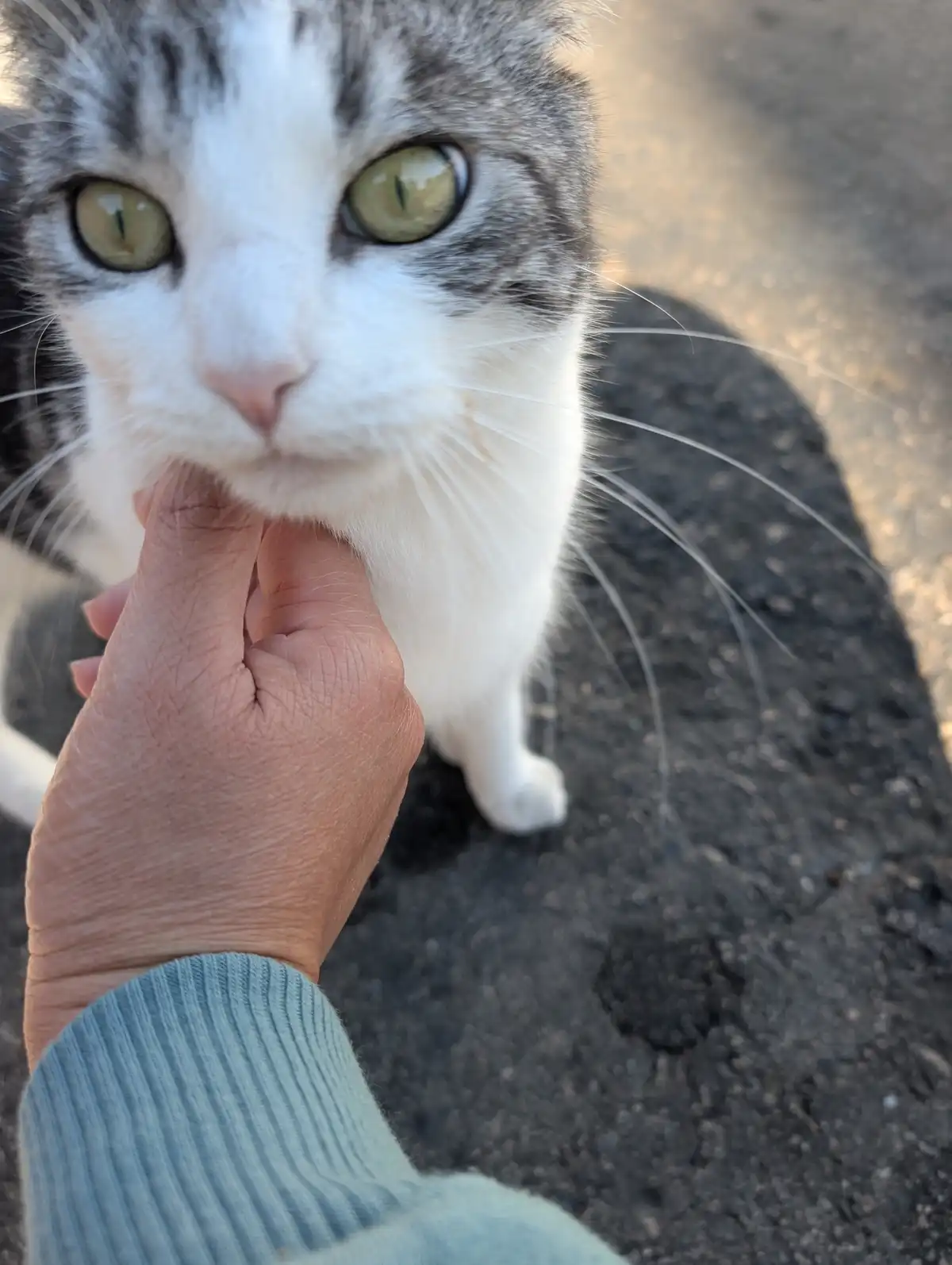 A close-up photo shows a gray and white cat with large green eyes looking directly at the camera while a person's hand…