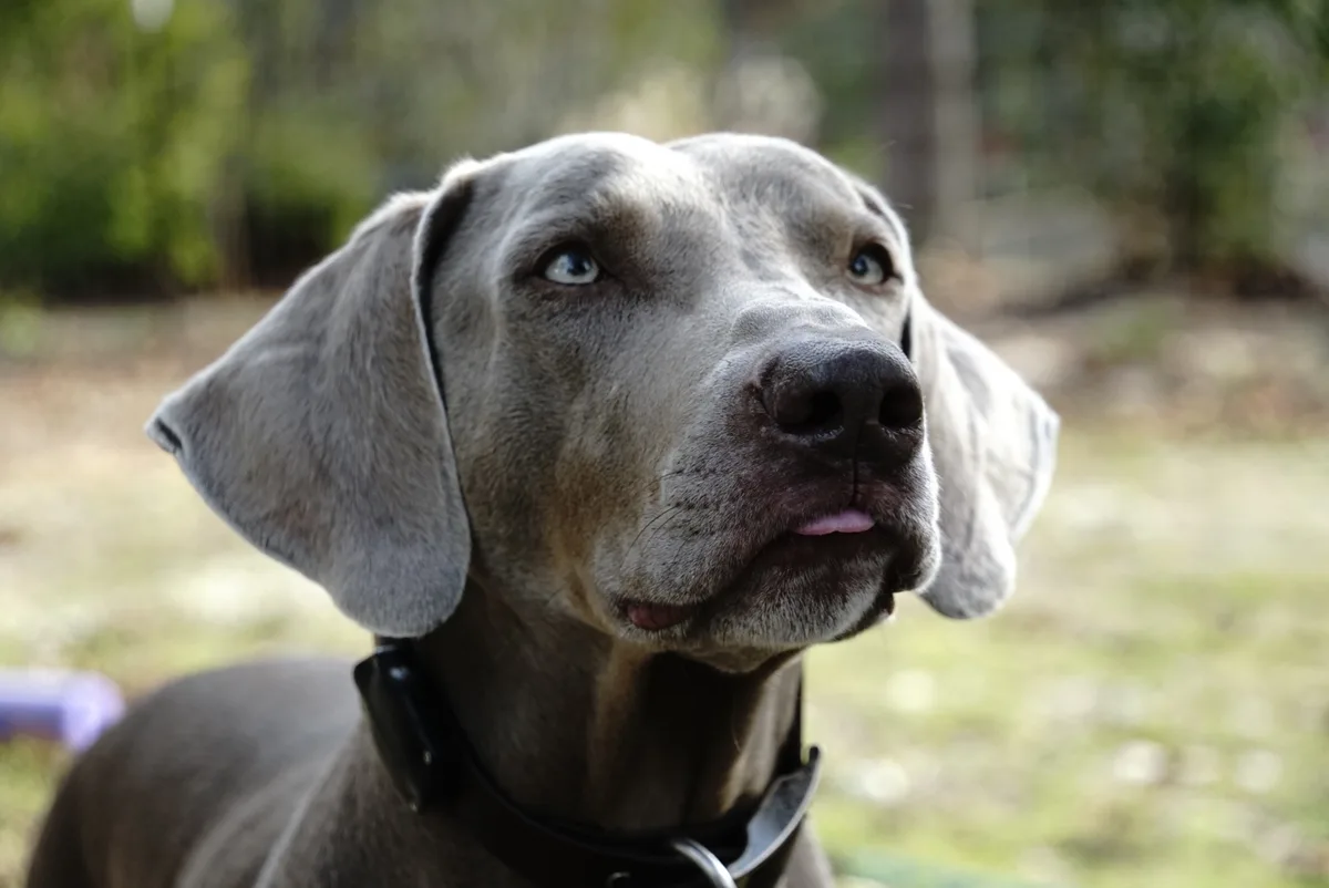 A close-up photo of a grey Weimaraner dog looking upward with a slightly tilted head and a small amount of its pink tongue…