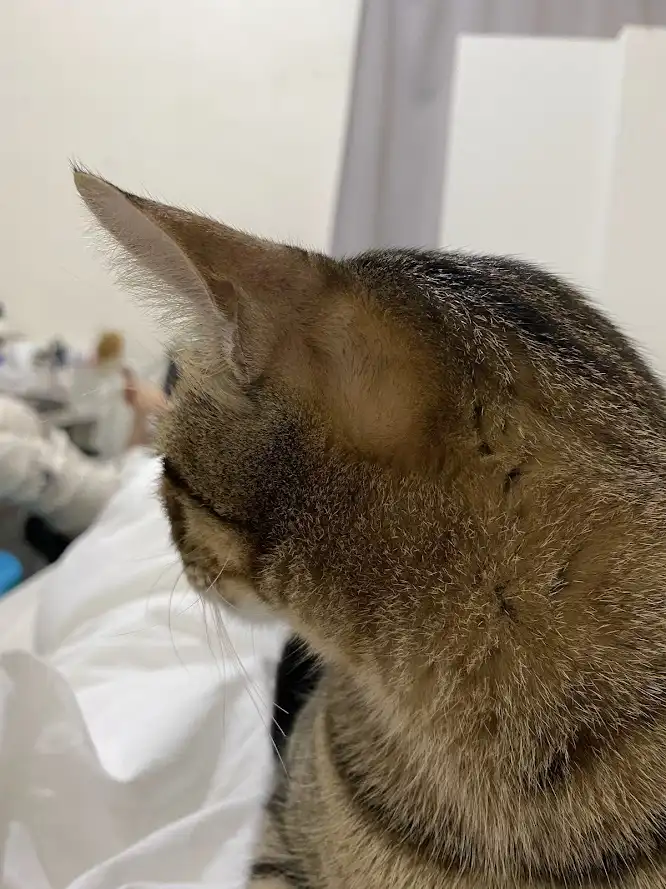 A close-up photo of a tabby cat's head and shoulders, viewed from the side, with its eyes closed and head slightly tilted…