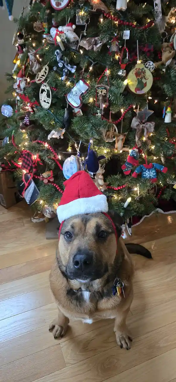 A brown dog wearing a red and white Santa hat sits on a wooden floor in front of a heavily decorated Christmas tree with…