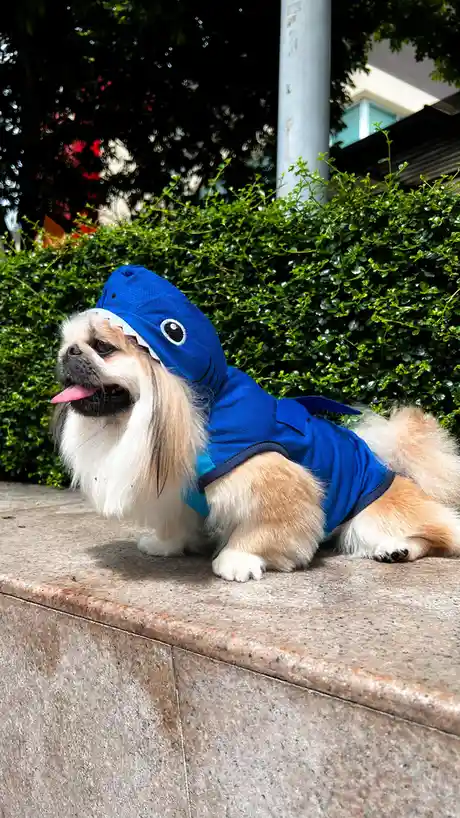 Trick or treat time is here!
